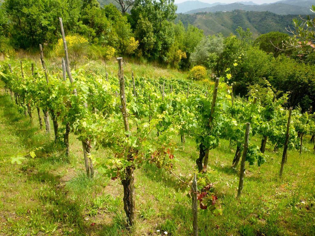 Benvenuti Nel Sud Bed & Breakfast Sessa Cilento Ngoại thất bức ảnh