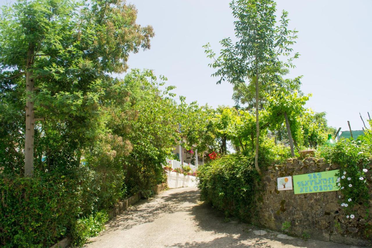 Benvenuti Nel Sud Bed & Breakfast Sessa Cilento Ngoại thất bức ảnh